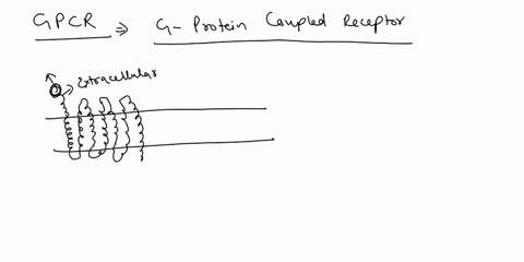 which-of-the-following-phrases-describes-gpcr-channels-that-open-in-response-t0-an-electrical-stimulation-tyrosine-kinases-that-autophosphorylate-an-integral-membrane-protein-that-crosses-th-27723