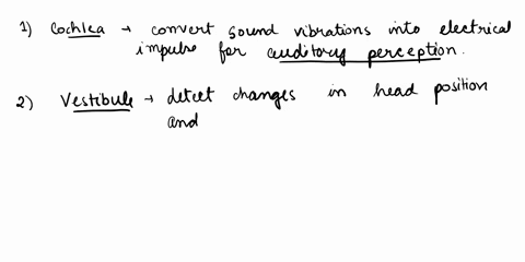 the-inner-ear-is-divided-into-3-parts-name-the-three-parts-and-list-the-main-function-of-each-29921