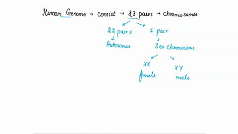 17-14-the-human-genome-consists-of-23-pairs-of-chro-mosomes-22-pairs-of-autosomes-and-one-pair-of-sex-chro-mosomes-during-meiosis-the-maternal-and-paternal-sets-of-homologs-pair-and-then-are-22353