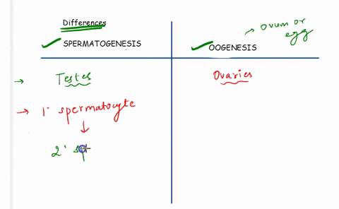 oogenesis-is-the-process-of-female-gamete-ovum-or-egg-production-in-animals-spermatogenesis-is-the-process-of-male-gamete-sperm-production-in-animals-provide-two-major-differences-between-th-02775