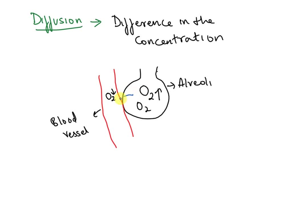 exchange of gases between tissues and blood