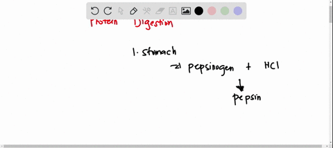 protein-digestion-in-humans-is-primarily-carried-out-by-three-enzymes-pepsin-is-found-in-the-stomach-ph2-where-it-aids-in-the-breakdown-of-large-proteins-into-smaller-peptides-while-trypsin-29457