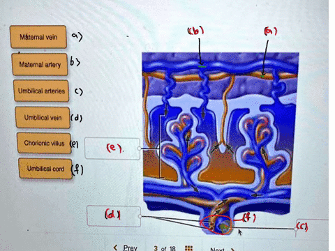 iaentirying-tne-vesseis-associatea-witn-tne-umpilicai-cora-correctly-label-the-following-vessels-of-the-placenta-and-embryonic-membranes-maternal-vein-maternal-artery-umbilical-arteries-umbi-13462