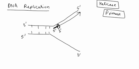 distinguish-between-continuous-and-discontinuous-replication-explain-why-these-two-processes-occur-during-dna-replication-47642
