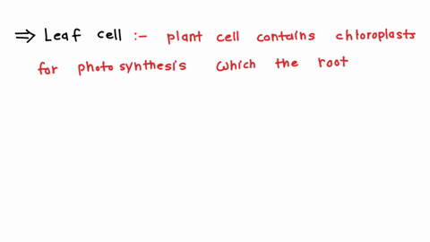 how-are-leaf-cells-and-root-cells-different-a-leaf-cells-have-nuclei-but-root-cells-do-not-b-leaf-cells-have-chloroplasts-but-root-cells-do-not-c-leaf-cells-can-reproduce-but-root-cells-cann-07346