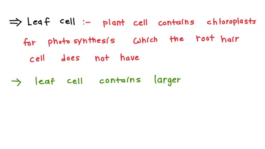 SOLVED How are leaf cells and root cells different? A. Leaf cells have
