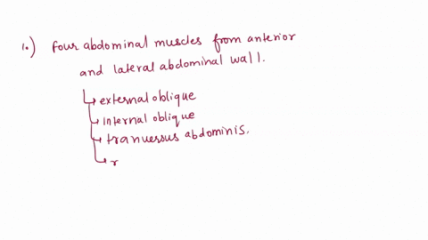 what-muscle-is-deep-to-the-rectus-abdominis-which-muscle-is-lateral-to-the-pectoralis-major-is-the-brachioradialis-on-the-medial-or-laterla-side-of-the-forearm-50196