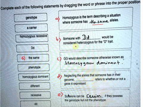 complete-each-of-the-following-statements-by-dragging-the-word-or-phrase-into-the-proper-position-genotype-homozygous-is-the-term-describing-a-situation-where-someone-has-alleles-a-carrier-h-18389