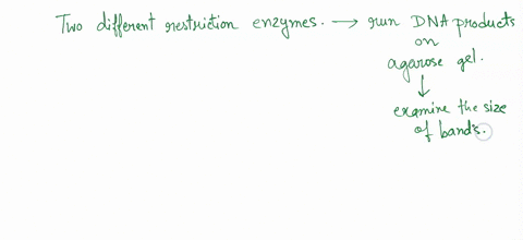 1-mark-you-have-accidentally-torn-the-labels-off-two-tubes-each-containing-different-plasmid-and-now-do-not-know-which-plasmid-is-in-which-tube-fortunately-you-have-restriction-maps-for-both-36285