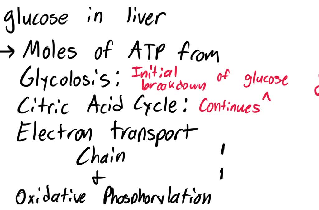 SOLVED A total of 32 mol of ATP can be produced by the complete