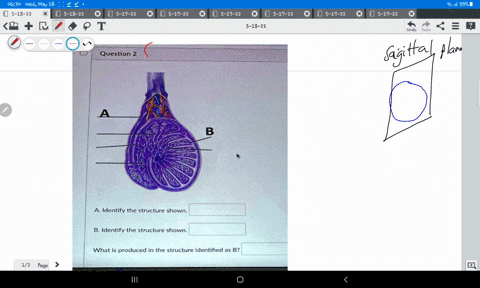 question-2-b-identify-the-structure-shown-b-identify-the-structure-shown_-what-is-produced-in-the-structure-identified-as-b-64588