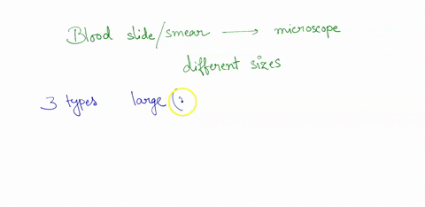 7-identify-the-cell-the-arrow-indicates-56898