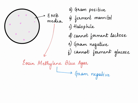 lets-say-you-culture-an-unknown-bacterial-species-on-emb-media-the-organism-grows-well-and-the-colonies-have-a-very-light-pink-color-they-do-not-appear-dark-based-on-these-results-what-can-y-67884