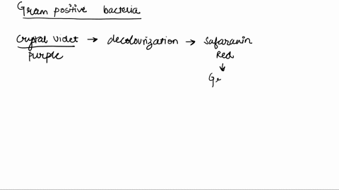 gram-positive-bacteria-_____-a-have-a-thick-cell-wall-which-retains-crystal-violet-dye-b-contain-tei-45608