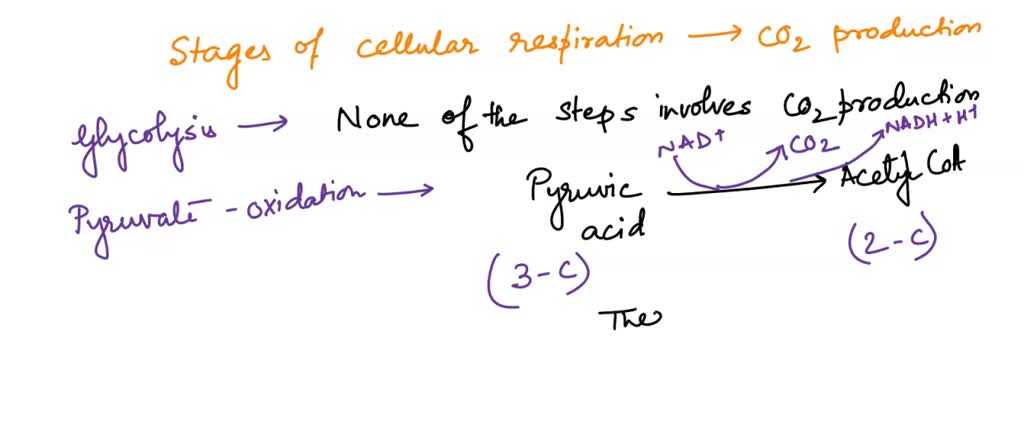 Solved Question Pts Which Stages Of Aerobic Cellular Respiration