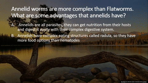 annelid-worms-are-more-complex-than-flatworms-what-_-are-some-advantages-that-annelids-have-annelids-are-all-parasites-they-can-get-nutrition-from-their-hosts-and-digest-it-easily-with-their-48628