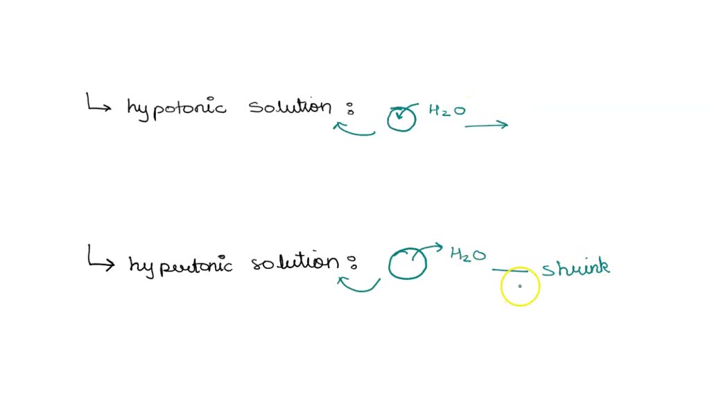 SOLVED In a hypotonic solution, potato strips water and water; in a hypertonic solution