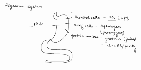 drag-and-drop-the-most-appropriate-word-onto-the-boxes-below-parietal-cells-secrete-chief-cells-secrete-stomach-gastric-mucosa-secretes-pancreas-pancreatic-duct-rough-er-ph-zymogen-granules-60942