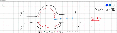fill-in-the-blanks-the-enzymes-involved-in-okazaki-fragment-synthesis-are-___________-and-_____________-the-enzymes-involved-in-okazaki-replacement-and-linkage-are-____________-and-_________-68567