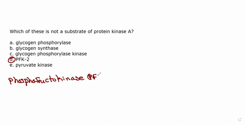 which-of-these-is-not-a-substrate-of-protein-kinase-a-glycogen-phosphorylase-glycogen-synthase-glycogen-phosphorylase-kinase-pfk-2-pyruvate-kinase-22956