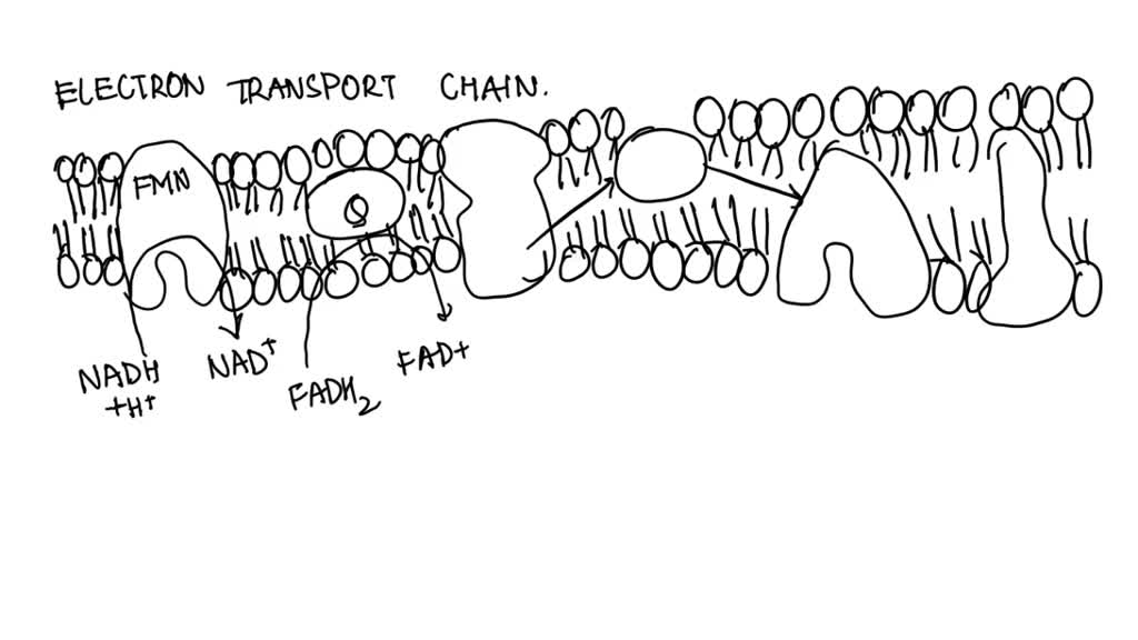 Solved: Which Of These Events Happens Immediately Before Cell Division 