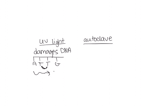 describe-how-each-of-the-following-methods-effectively-kill-bacteria-uv-light-exposure-heating-inside-an-autoclave
