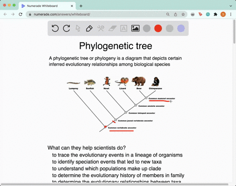 which-statements-describe-ways-in-which-scientists-use-phylogenetic-trees-to-trace-the-evolutionary-events-mn-lineage-organisms-identify-speciation-events-that-led-to-new-taxa-to-understand-52894