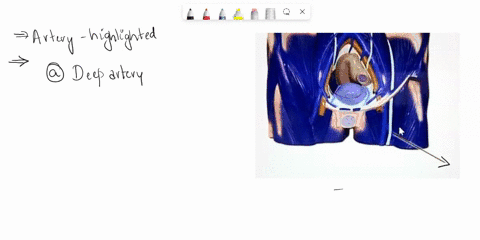 which-artery-is-highlighted-deep-artery-of-the-thigh-femoral-external-iliac-common-iliac-61387