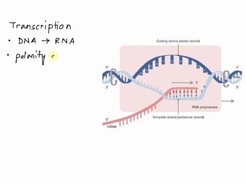 which-of-the-following-statements-about-the-process-of-transcription-is-false-a-transcription-begins-at-the-start-codon-and-ends-at-the-stop-codon-b-the-rna-chain-grows-in-the-5-to-3-directi-51107