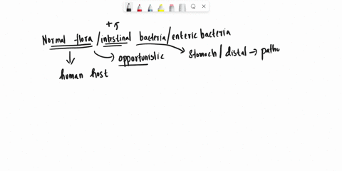 a-particular-species-of-enteric-bacteria-bacteria-in-the-gut-in-a-human-intestine-prevents-colonization-by-bacterial-pathogens-in-addition-this-species-of-bacteria-is-more-abundant-in-the-hu-39898