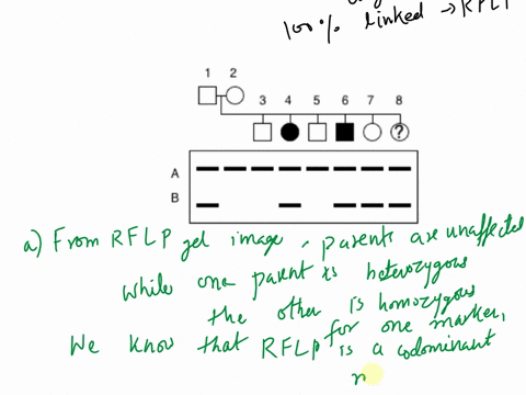 a-gene-for-a-rare-recessive-genetic-disease-d-in-dogs-is-tightly-almost-100-linked-to-the-rflp-used-in-the-analysis-below-a-cross-was-carried-out-between-two-unaffected-dogs-and-the-pedigree-73192