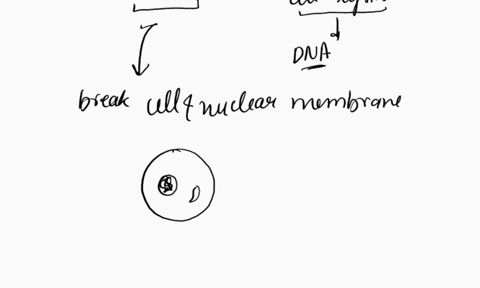 explain-briefly-what-you-think-naoh-does-in-dna-extraction-from-cheek-cells-54537