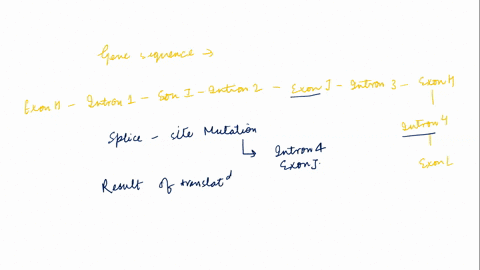a-consider-the-following-gene-h-1-1-2-j-3-k-4-l-exon-h-intron-exon-intron-2-exon-j-intron-3-exon-k-intron-4-exon-l-the-gene-undergoes-2-splice-site-mutations-one-causes-intron-4-to-be-retain-72033