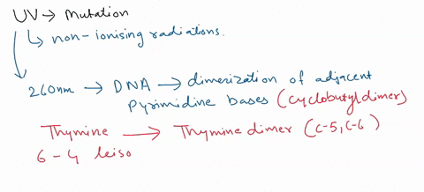 question-18-1-pts-uv-light-from-the-sun-will-literally-zap-your-dna-and-cause-mutations-lets-say-you-forgot-to-put-on-sun-screen-and-you-get-a-mutation-in-a-gene-that-controls-a-skin-cell-gr-42154