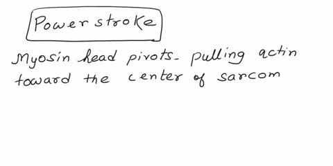 during-which-phase-of-the-contraction-cycle-does-the-myosin-head-rotate-toward-the-m-line-causing-a-shortening-of-the-sarcomere-during-which-phase-of-the-contraction-cycle-of-the-contraction-89466