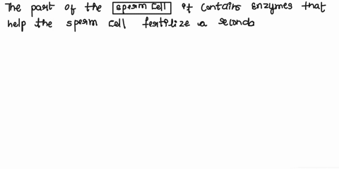 which-part-of-a-sperm-cell-contains-enzymes-that-help-the-sperm-cell-fertilize-a-secondary-oocyte-53995