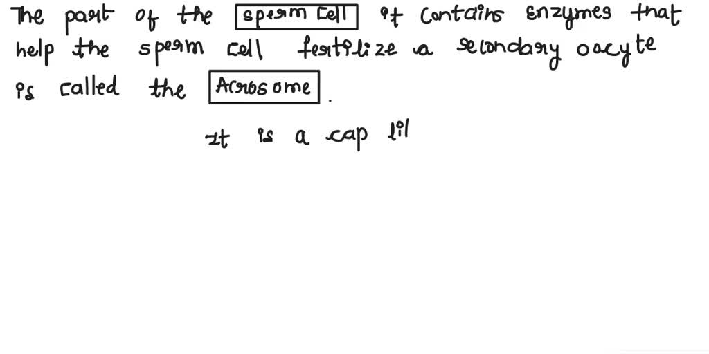 SOLVED: Which part of a sperm cell contains enzymes that help the sperm
