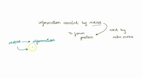 help-me-pls-in-your-own-words-explain-how-the-information-carried-by-mrna-is-used-in-the-ribosome-to-form-proteins-be-sure-to-include-the-following-words-and-phrases-nitrogenous-base-amino-a-05403