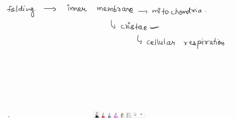 what-is-the-advantage-of-folding-the-inner-membrane-of-the-mitochondria-97526