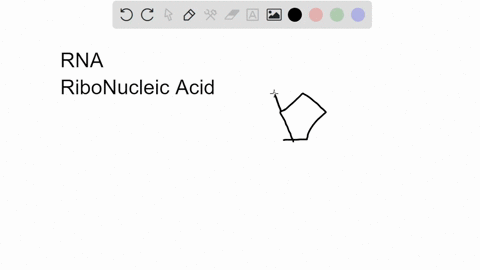 which-of-the-following-building-blocks-is-not-found-in-rna-group-of-answer-choices-none-of-these-choices-are-found-in-rna-ribose-adenine-cytosine-phosphate-uracil-deoxyribose-all-of-these-ar-99288