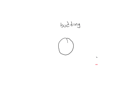question-41-enveloped-viruses-generally-release-from-the-host-cell-by-budding-lysis-uncoating-receptor-mediated-endocytosis