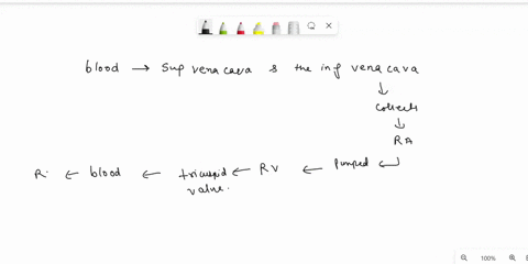 trace-the-flow-of-blood-through-the-heart-beginning-from-the-vena-cava-and-ending-with-the-aorta-26732