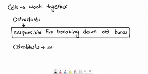 explain-how-osteoclasts-and-osteoblasts-remodel-bone-32325