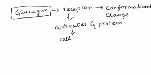 when-blood-glucose-is-low-the-pancreas-releases-glucagon-a-peptide-hormone-which-stimulates-the-liver-to-produce-and-excrete-glucose-binding-of-the-hormone-to-its-receptor-triggers-a-second-13861