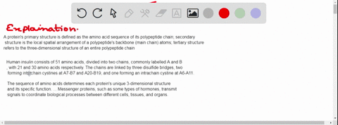 summarize-protein-organization-providing-the-essentials-for-each-level-of-organization-compare-the-organization-of-lysozyme-and-insulin-and-comment-on-how-the-theme-of-structure-function-tie-55712