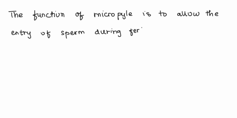 gymnosperm-cont-what-is-the-function-of-the-micropyle-do-all-pine-cones-male-and-female-produce-seeds-if-not-which-ones-do-unlike-mosses-and-ferns-seed-plants-gymnosperms-and-angiosperms-hav-48757