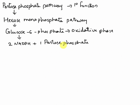 the-primary-function-of-the-pentose-phosphate-pathway-is-____-to-synthesize-nad-and-pentose-phosphates-to-synthesize-nadph-and-five-carbon-sugars-to-produce-nadh-to-convert-pentose-phosphate-90677