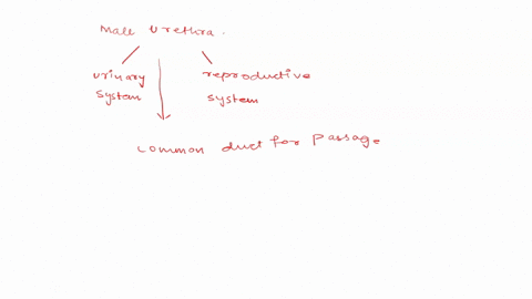 1-explain-why-the-male-urethra-is-part-of-both-the-urinary-and-reproductive-systems-but-the-female-urethra-is-not-2-name-the-three-accessory-glands-found-along-the-urethra-in-the-male-reprod-62284