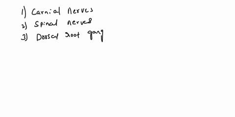 name-the-nerves-present-in-the-brain-and-spinal-cord-55906