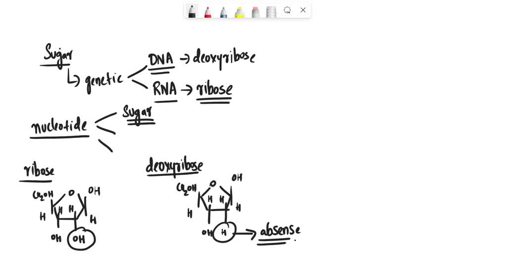 SOLVED 1) The sugar found in RNA is called deoxyribose A) True B